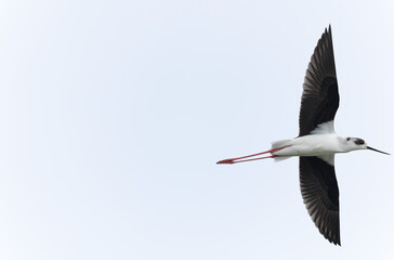 Black-winged Stilt Himantopus himantopus in Brittany, France