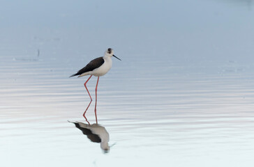 Black-winged Stilt Himantopus himantopus in Brittany, France