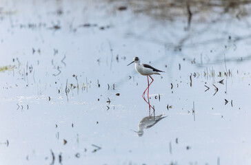 Black-winged Stilt Himantopus himantopus in Brittany, France