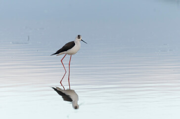Black-winged Stilt Himantopus himantopus in Brittany, France