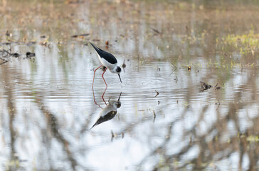 Black-winged Stilt Himantopus himantopus in Brittany, France