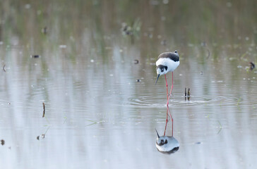 Black-winged Stilt Himantopus himantopus in Brittany, France