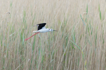 Black-winged Stilt Himantopus himantopus in Brittany, France