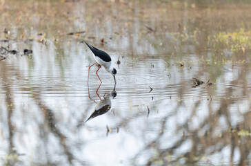 Black-winged Stilt Himantopus himantopus in Brittany, France