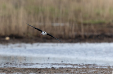 Black-winged Stilt Himantopus himantopus in Brittany, France