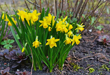 Daffodils in the spring garden