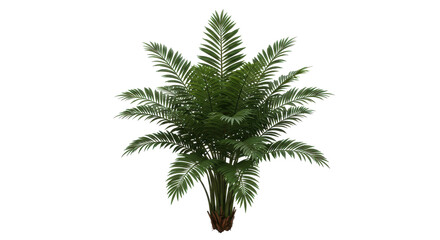 Regal palm fern with arching fronds a burst of tropical allure against a stark velvety void