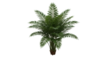 Regal palm fern with arching fronds a burst of tropical allure against a stark velvety void