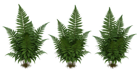 Obraz premium Triplet of Ferns Verdant symmetry against black Detailed fronds create a lush isolated scene