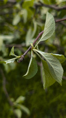 green leaves on the spring apple tree branches 