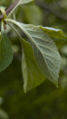 green leaves on the spring apple tree branches 