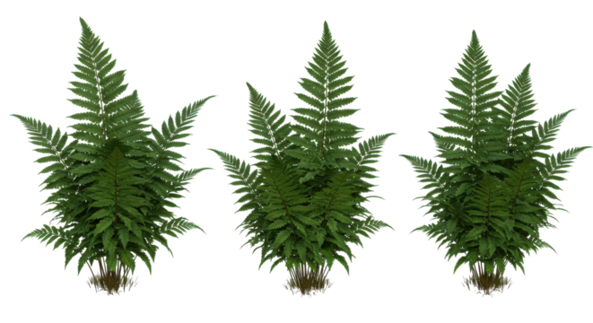 Triplet of Ferns Verdant symmetry against black Detailed fronds create a lush isolated scene