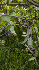green leaves on the spring apple tree branches 