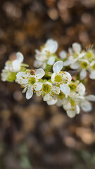 spring blooming fruit trees with white flowers in the sunny garden daylight
