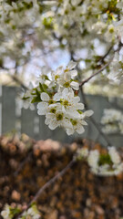 spring blooming fruit trees with white flowers in the sunny garden daylight