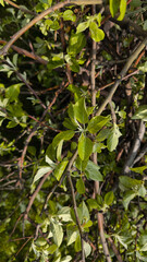 green leaves on the spring apple tree branches 