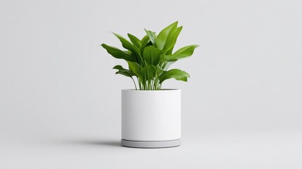 Obraz premium Peace Lily Plant in White Pot Minimalist Style High-resolution Studio Lighting Center Frontal View Simple Design Growing Indoors Neutral Tones Ideal for Home Decor