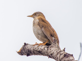 枝にとまるシロハラ