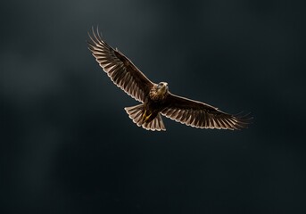 力強く羽ばたく鷲 暗闇を突き抜ける黄金色の光