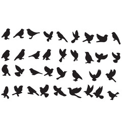 Birds silhouettes 