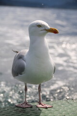 Möwe