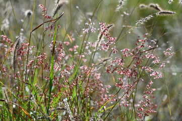 Fleurs sauvages dans un parc en Namibie