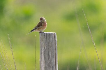 Common Linnet Linaria cannabina sitting or perching