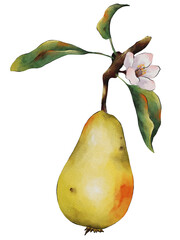 Watercolor pears,  pear blossoms with green leaves.. Hand-painted botanical clipart. Ideal for stickers, postcards, packaging, textiles, seamless patterns. Transparent background