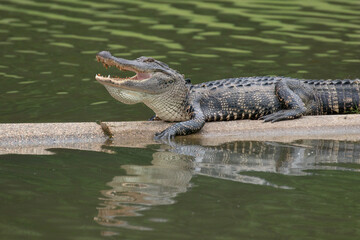 American alligator with it's mouth wide open showing dangerous teeth