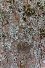 Photo of wood texture pattern