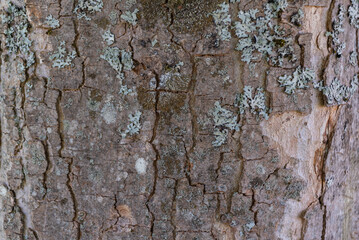 Photo of wood texture pattern