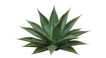 Spiky rosette An isolated agave plant with sharp leaves