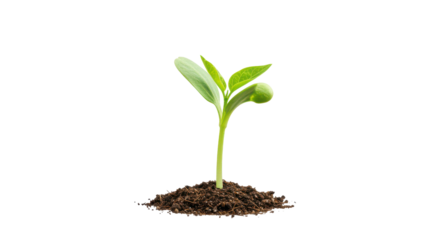 Sprout breaking through soil backlit a hopeful sign