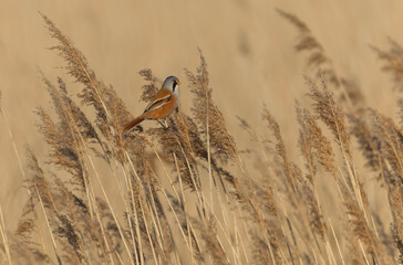 Bearded Tit Panurus biarmicus sitting on reed in Normandie, France
