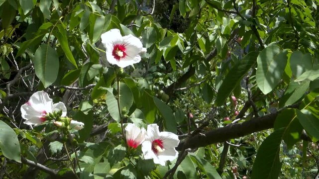 Blooming white Hibiscus rosa-sinensis flower in Himachal Pradesh's hills, India.