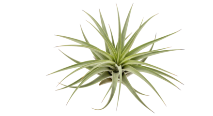 Starburst air plant on obsidian backdrop leaves extending like cosmic rays