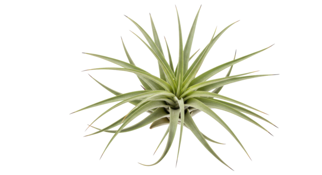 Starburst air plant on obsidian backdrop leaves extending like cosmic rays