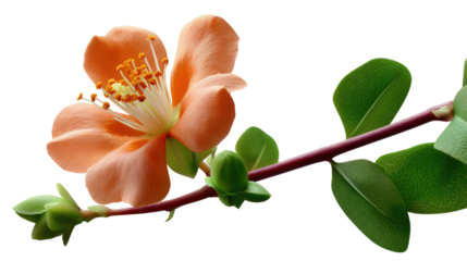 Apricot Blossom on Branch: Delicate apricot blossom bursts forth on a slender branch, showcasing intricate details of nature's design and gentle aesthetics of botanical beauty.