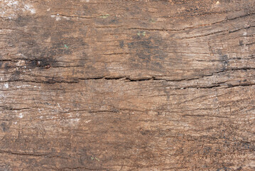 Obraz premium Photo of wood texture pattern