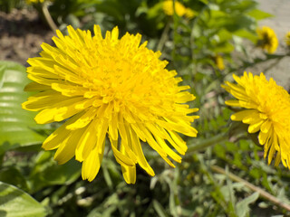 Close up photo of bright yellow dandelion blooming in spring sunlight in garden setting