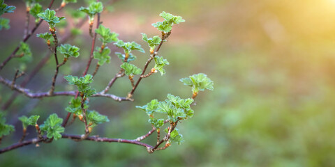 Spring background with a place for a text made of green young gooseberry twigs on a sunny day