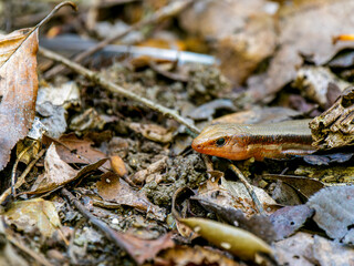落ち葉とニホントカゲ