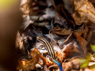 落ち葉とニホントカゲ