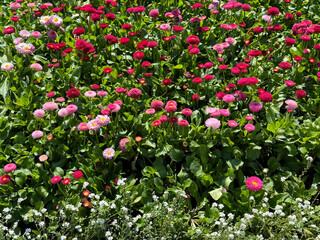 Flowers Bellis perennis marguerite daisies in flowerbed  © OLENA LIALINA