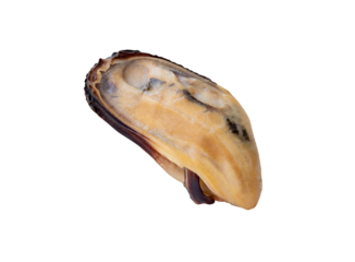 Side view of single cooked green mussels meat isolated in png file format