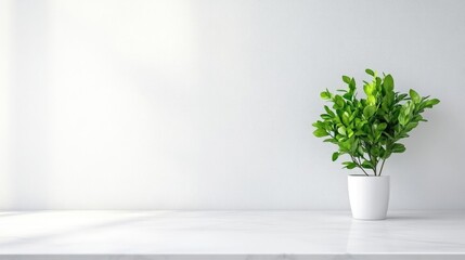 Minimalist indoor plant display on a clean white surface