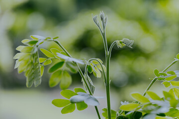 Close up of Moringa oleifera leaves or daun kelor with natural soft background for copyspace. Selective focus.
