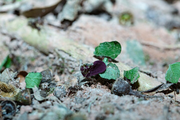 Leaf-cutter ants carrying leaves on forest floor, macro view