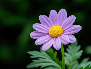 Fototapeta premium Close-up of a single vibrant purple flower