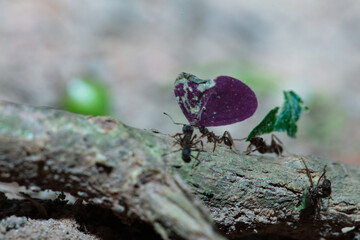 Leaf-cutter ants carrying leaves on forest floor, macro view